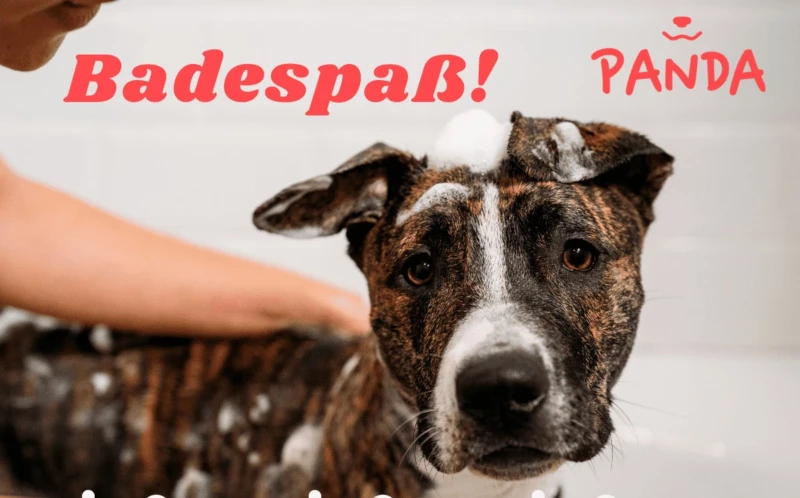 Badetipps für Hunde