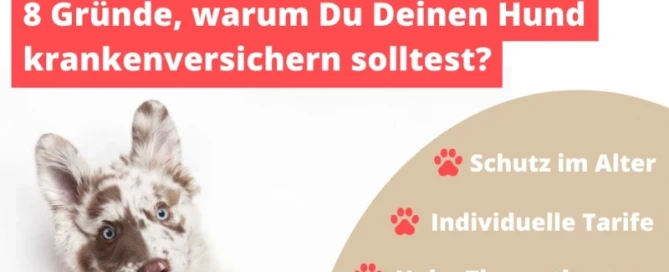 Gründe für krankenversicherung bei Hunde