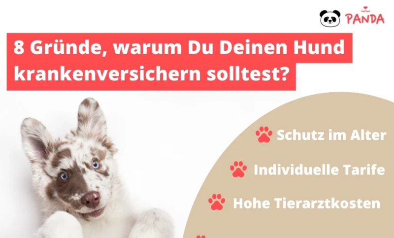 Gründe für krankenversicherung bei Hunde