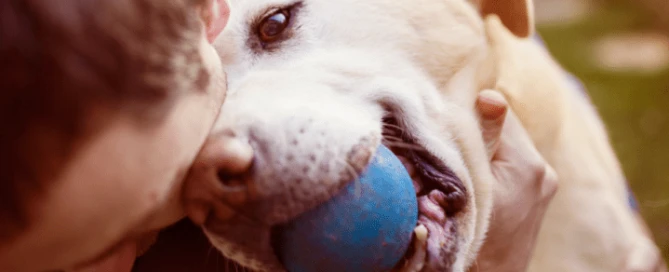 Spielen mit Hund im Winter