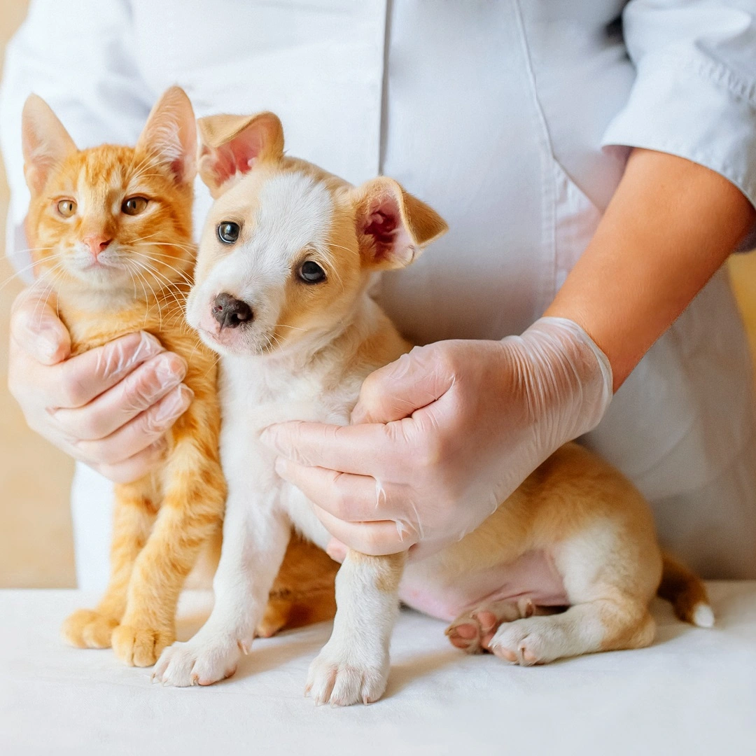 Bei Schadensfreiheit verdoppelt Panda Hundeversicherung Dein Schutzbudget!