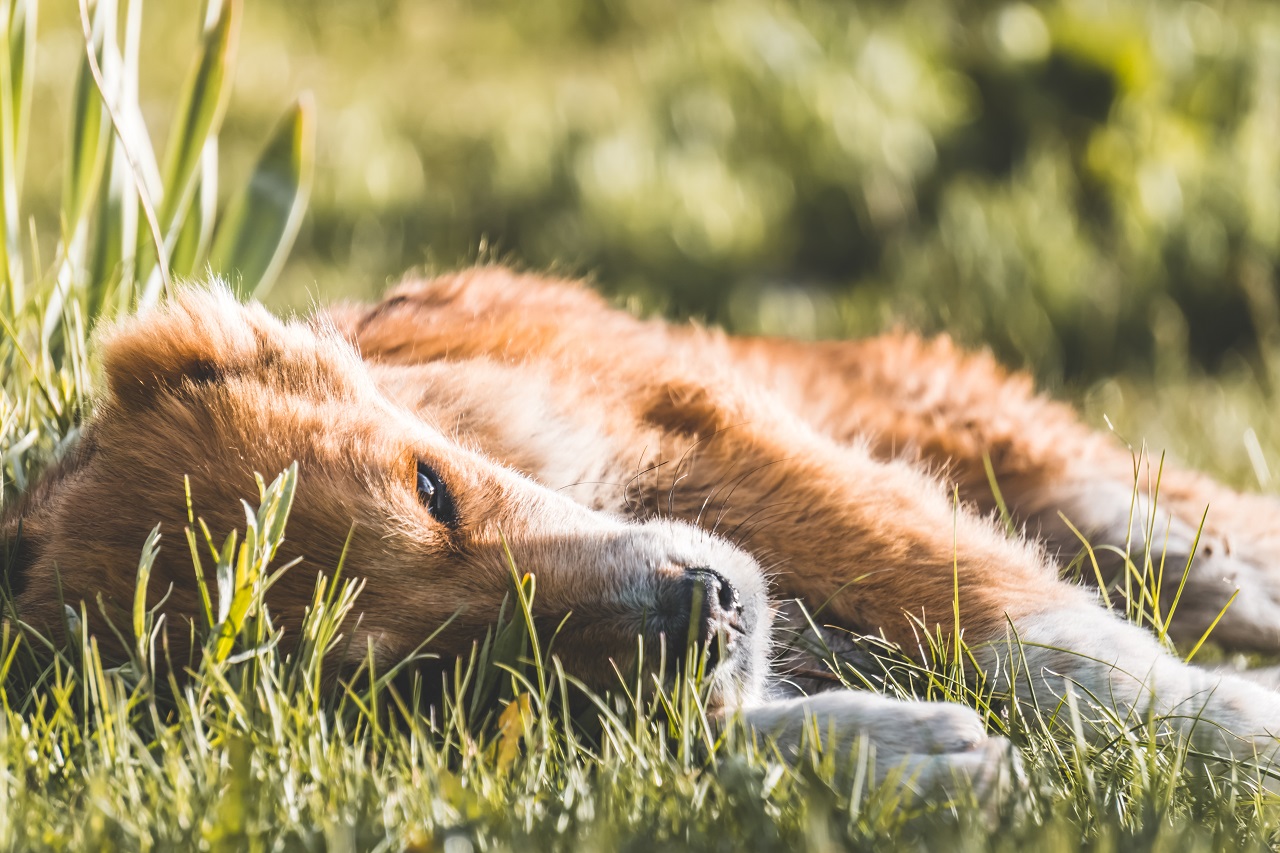 Ein Hund ist von seiner Immuntherapie erschöpft in der Wiese