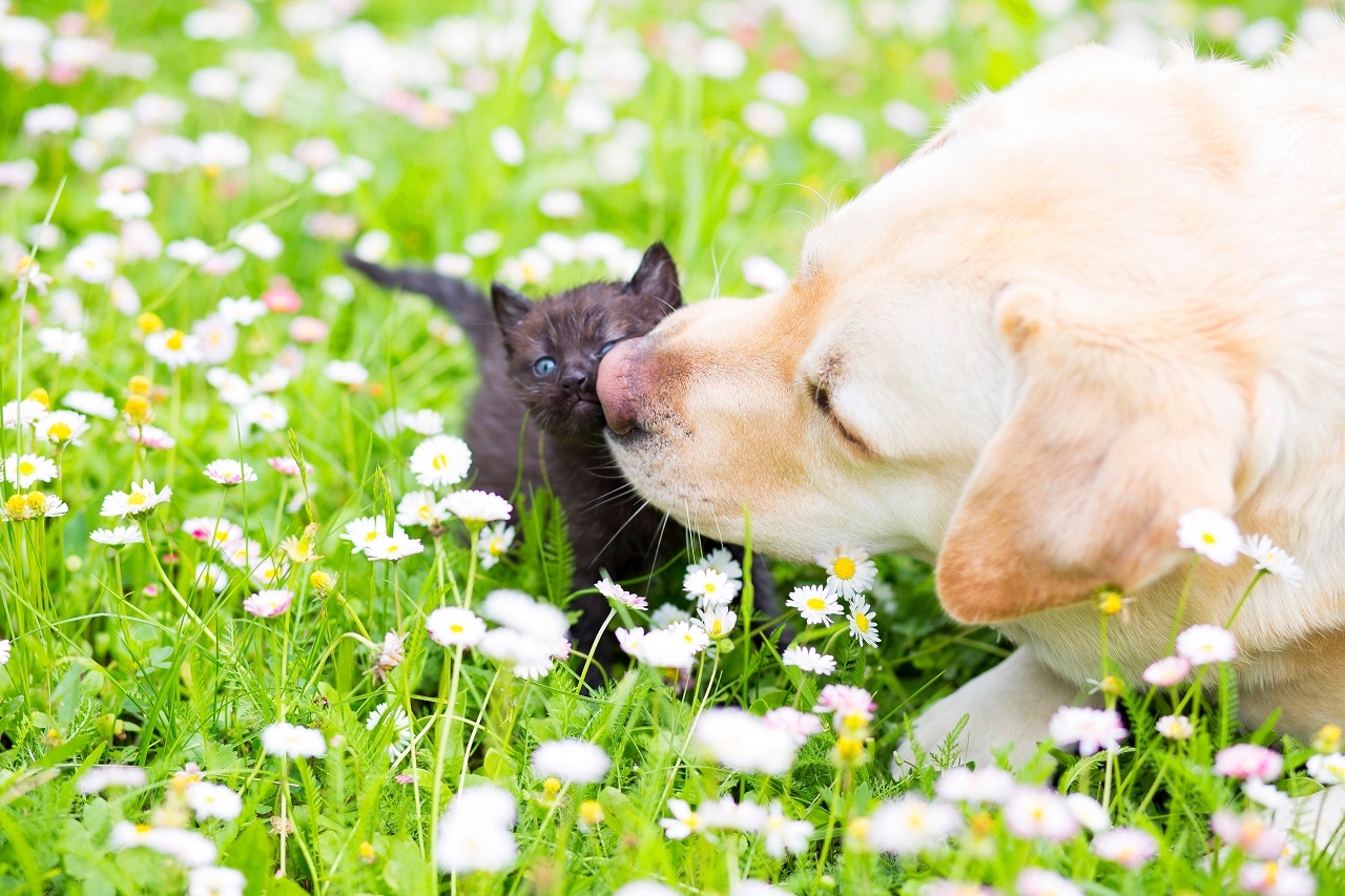 Ein Hund und eine Katze spielen gemeinsam in der Wiese