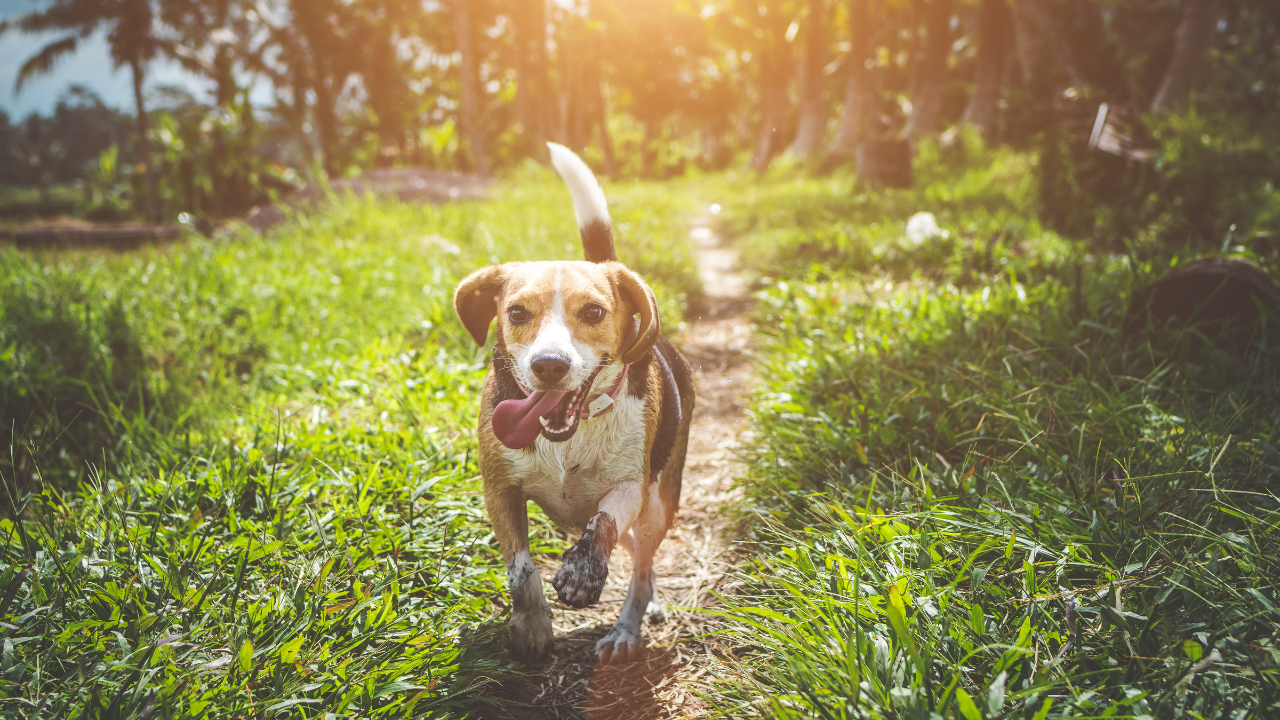 Eine Frau sitzt mit ihrem Hund in Wiese und freut sich, dass er seine Allergie überwunden hat