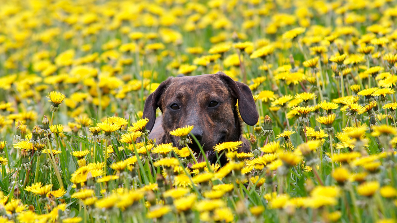 Ein Hund ist von seiner Immuntherapie erschöpft in der Wiese