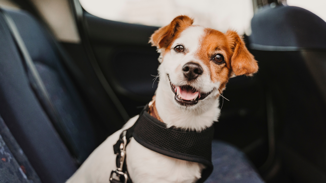 Ein Hund sitzt angeschnallt an einem Hundegurt in einem Auto.