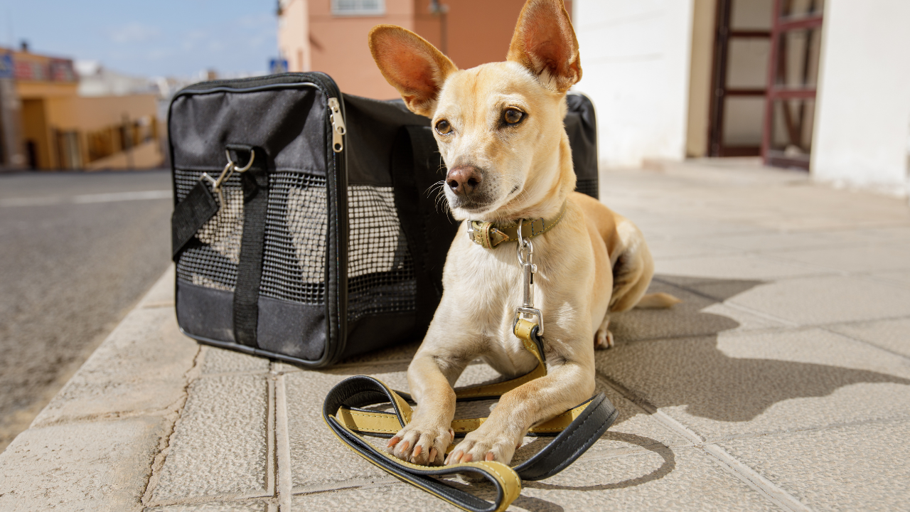 Eine Frau sitzt mit ihrem Hund in Wiese und freut sich, dass er seine Allergie überwunden hat