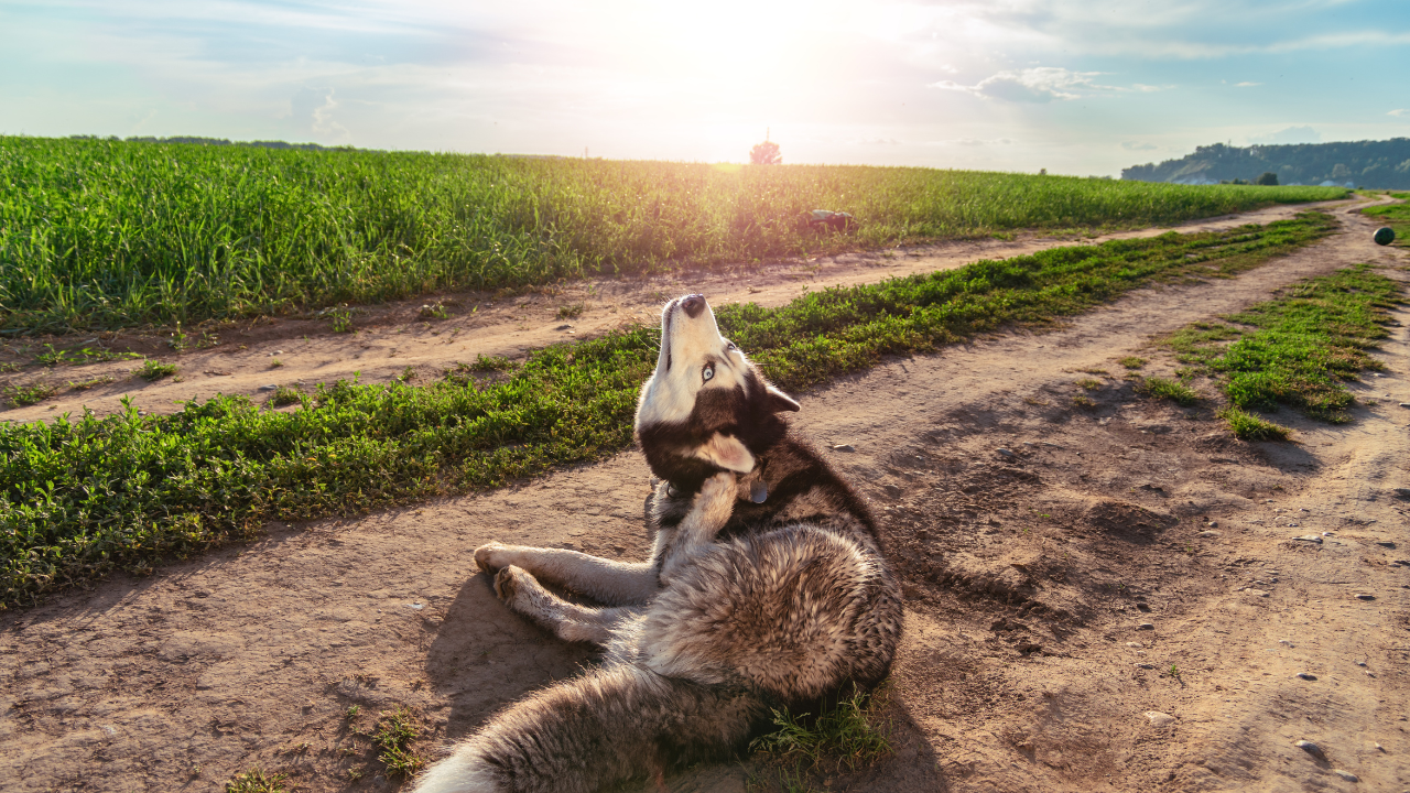 Ein Hund kratzt sich, da er sich im Fellwechsel befindet.