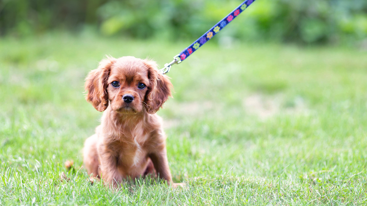 Eine Frau sitzt mit ihrem Hund in Wiese und freut sich, dass er seine Allergie überwunden hat