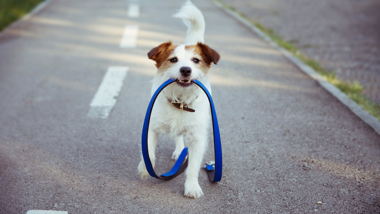 Ein Hund ist von seiner Immuntherapie erschöpft in der Wiese