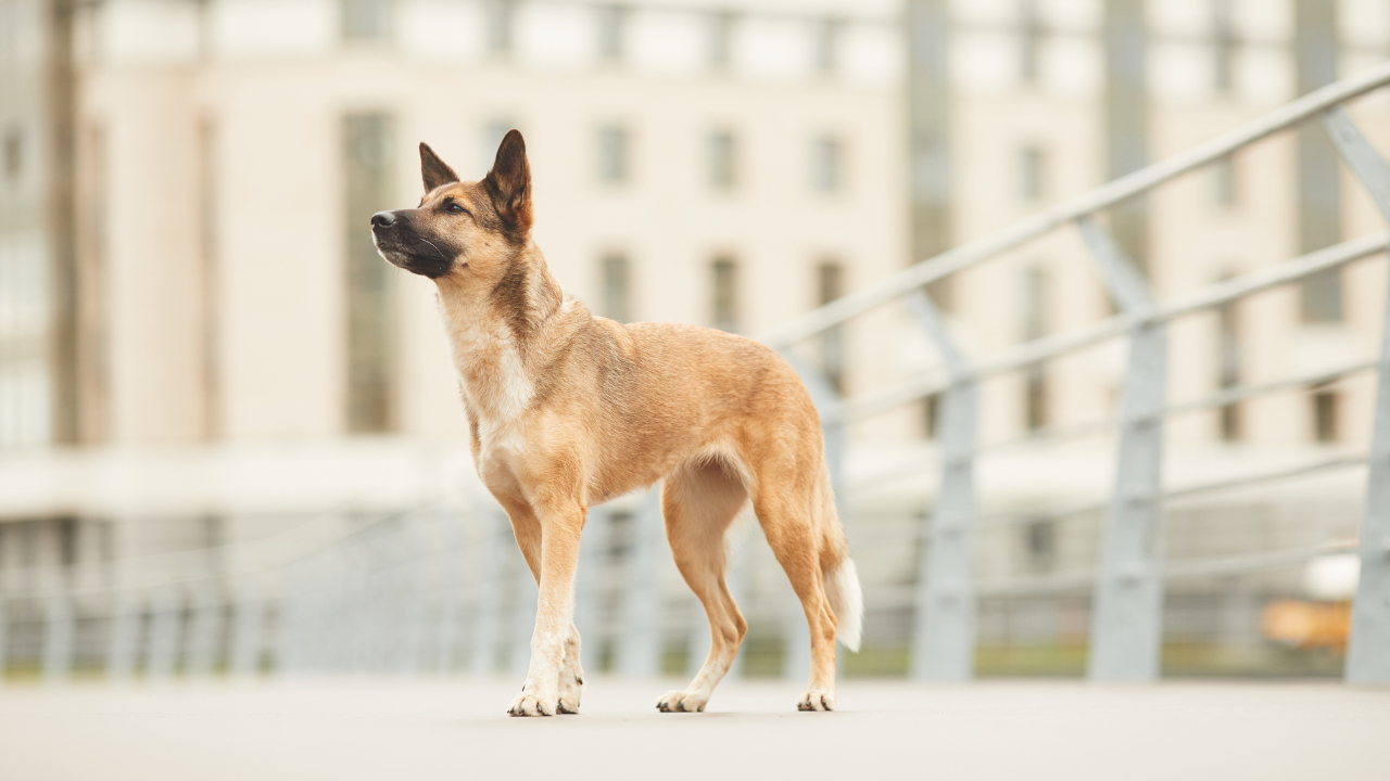 Ein Hund steht in einer Stadt auf einer Brücke.