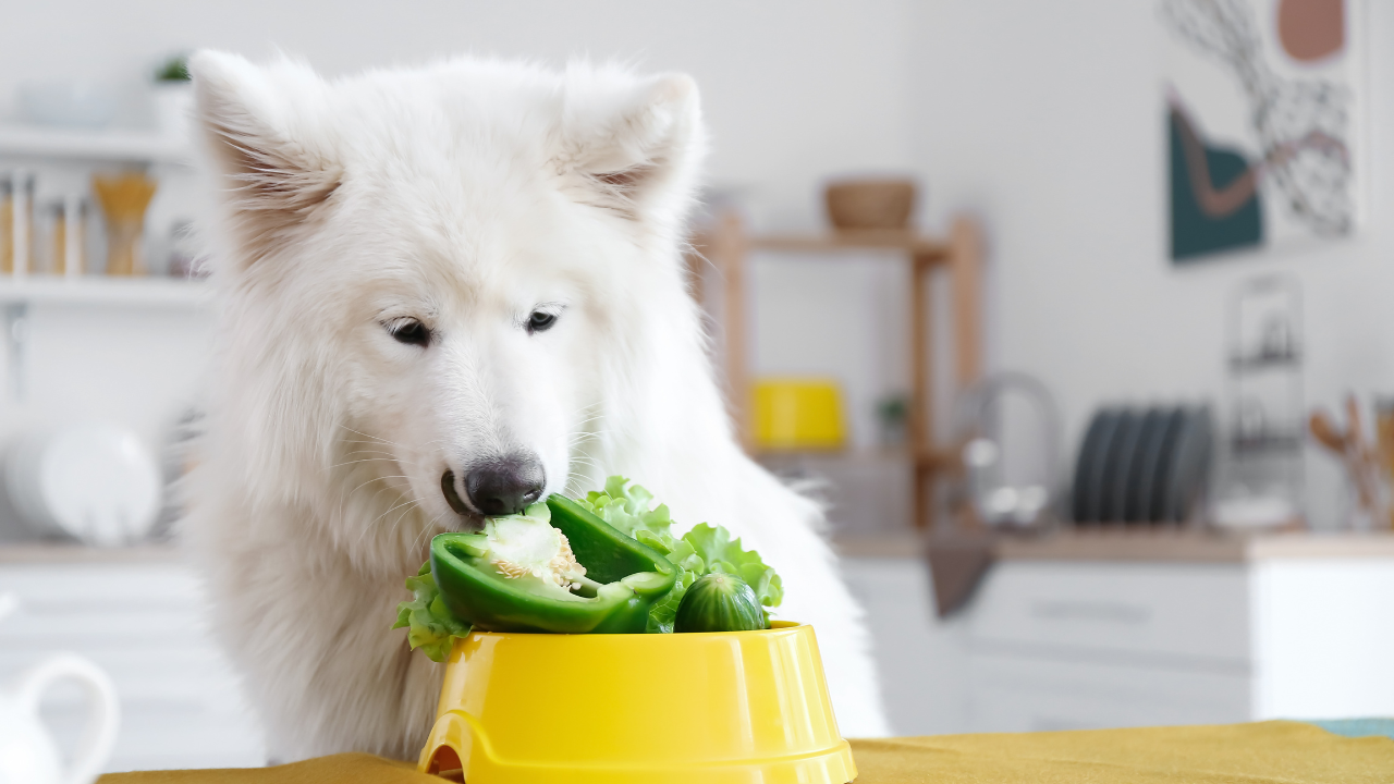 Die Ernährung eines übergewichtigen Hundes wird umgestellt.