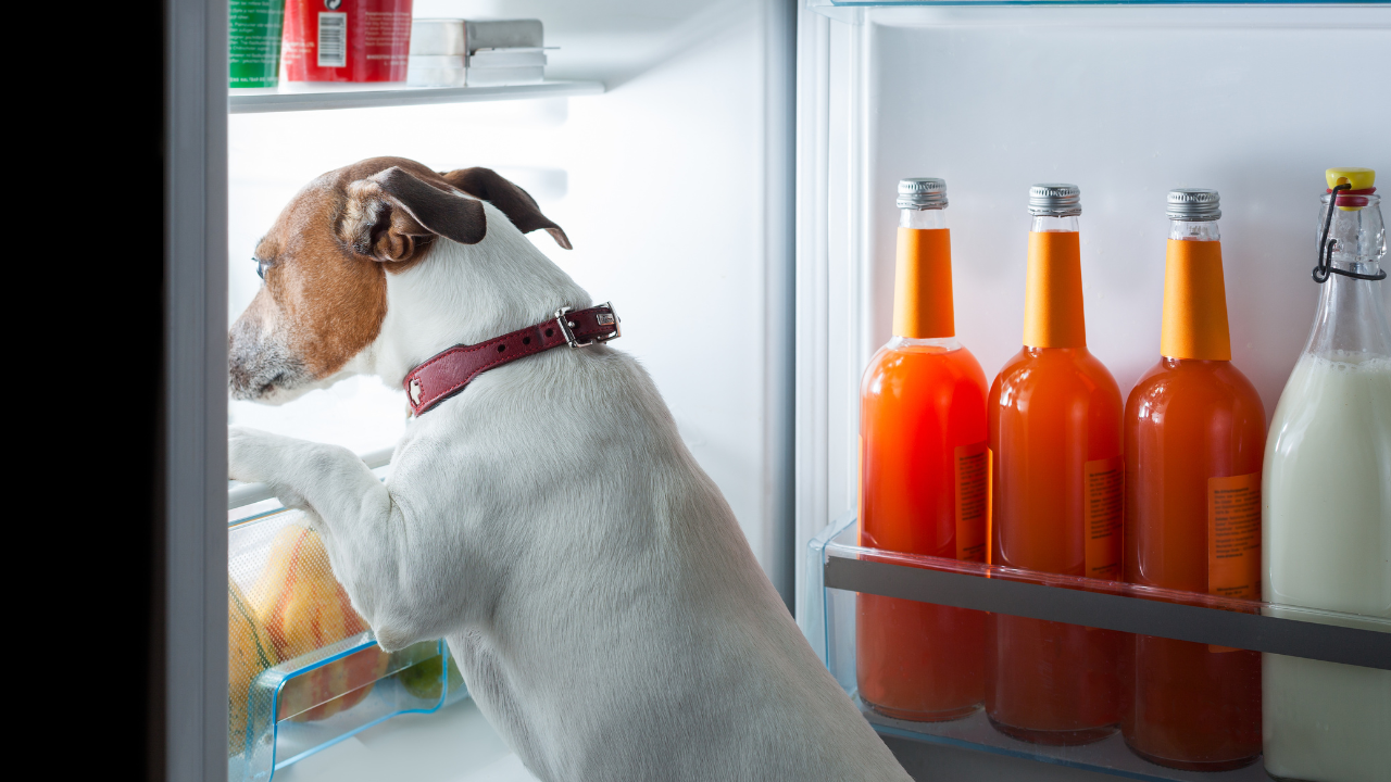 Ein Hund mit unstillbarem Appetit sucht nach Futter.