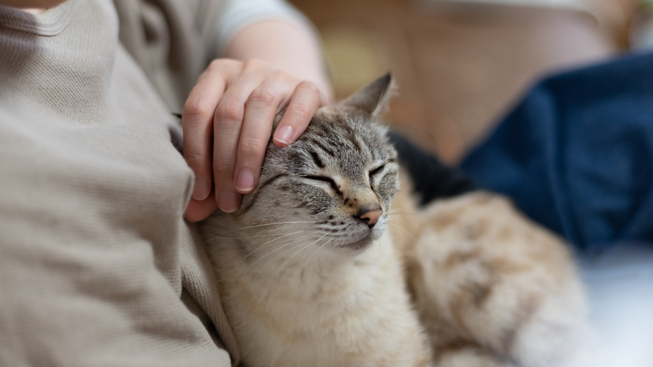 Eine Katze führt ein gutes Leben trotz ihrer chronischen Nierenerkrankung.