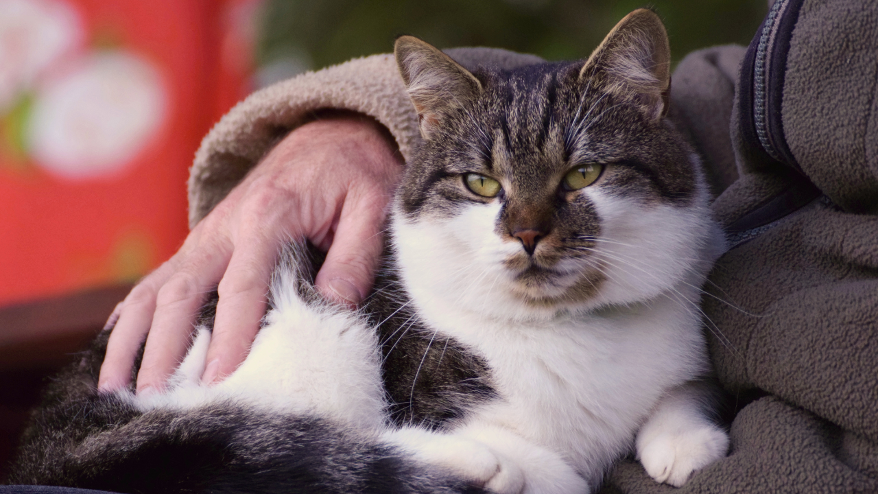 Eine Senioren-Katze genießt die Zeit mit ihrem Besitzer.