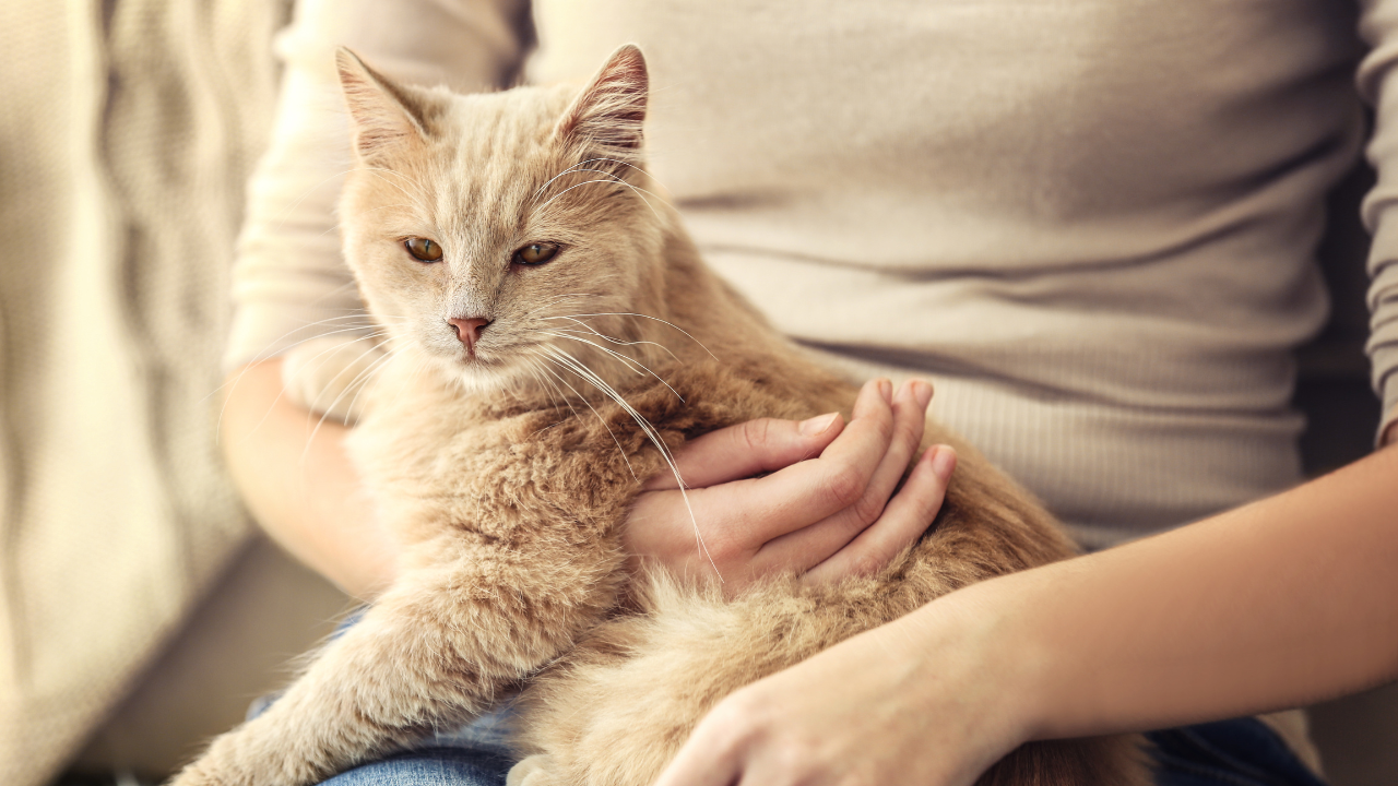 Eine versicherte Katze entspannt sich bei ihrer Besitzerin.