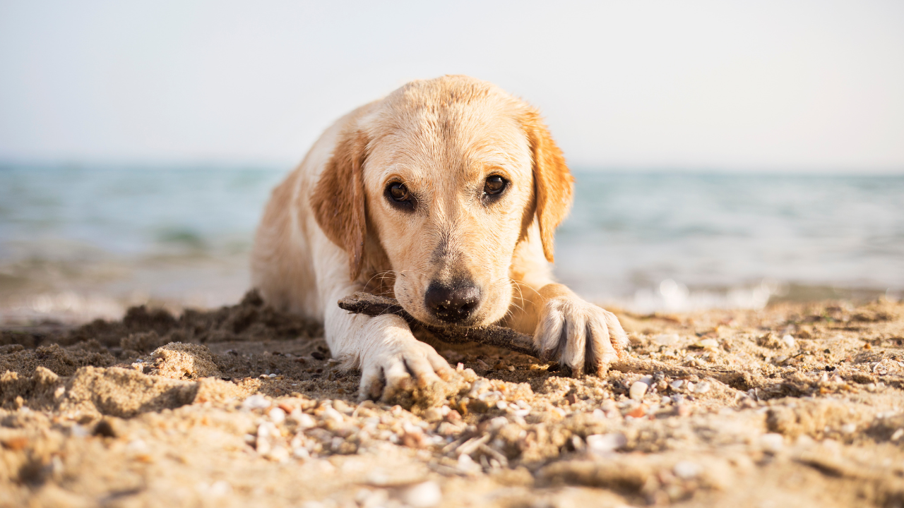 Ein Hund spielt im Meerurlaub an einem Strand mit einem Stock.