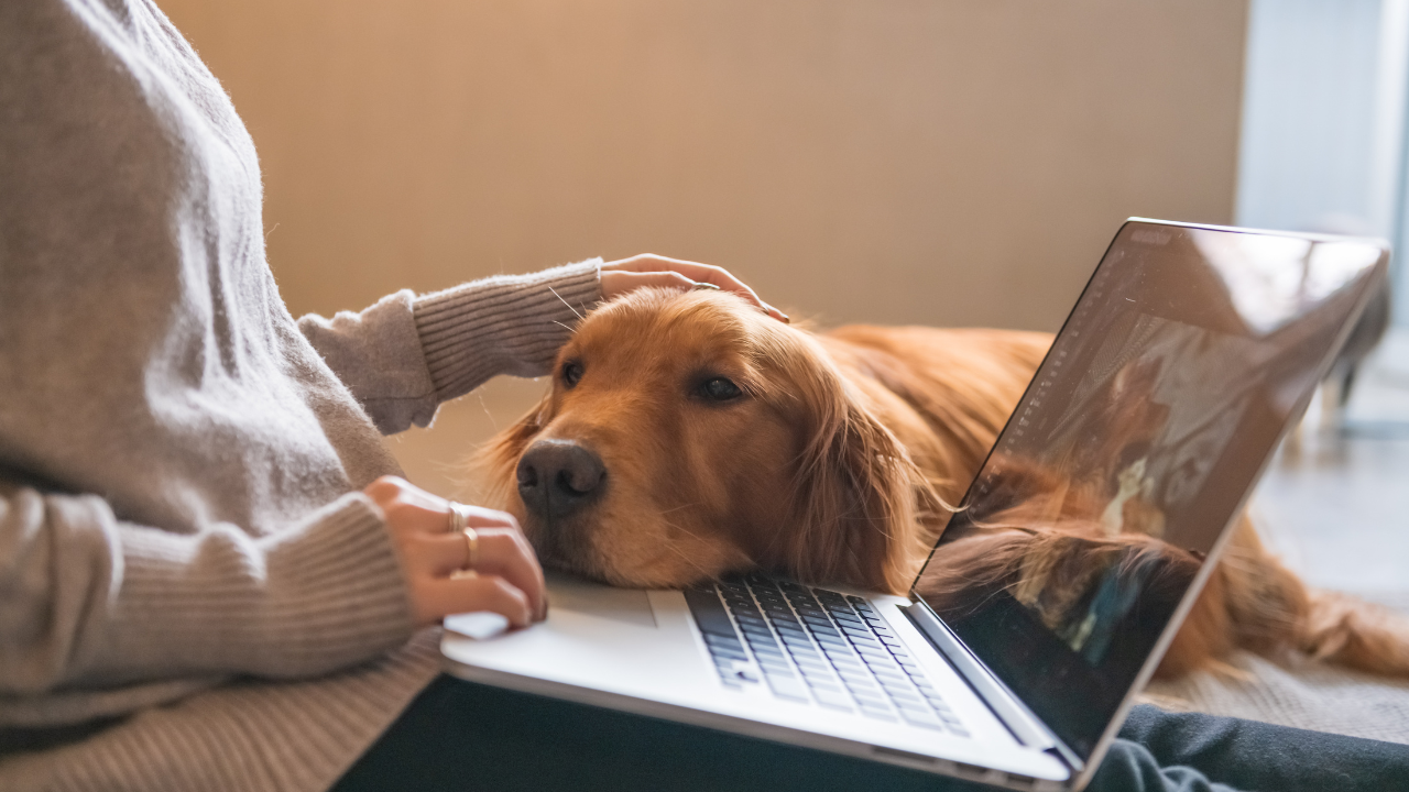 Eine Frau recherchiert Informationen zu ihren rechtlichen Pflichten als Hundebesitzerin.