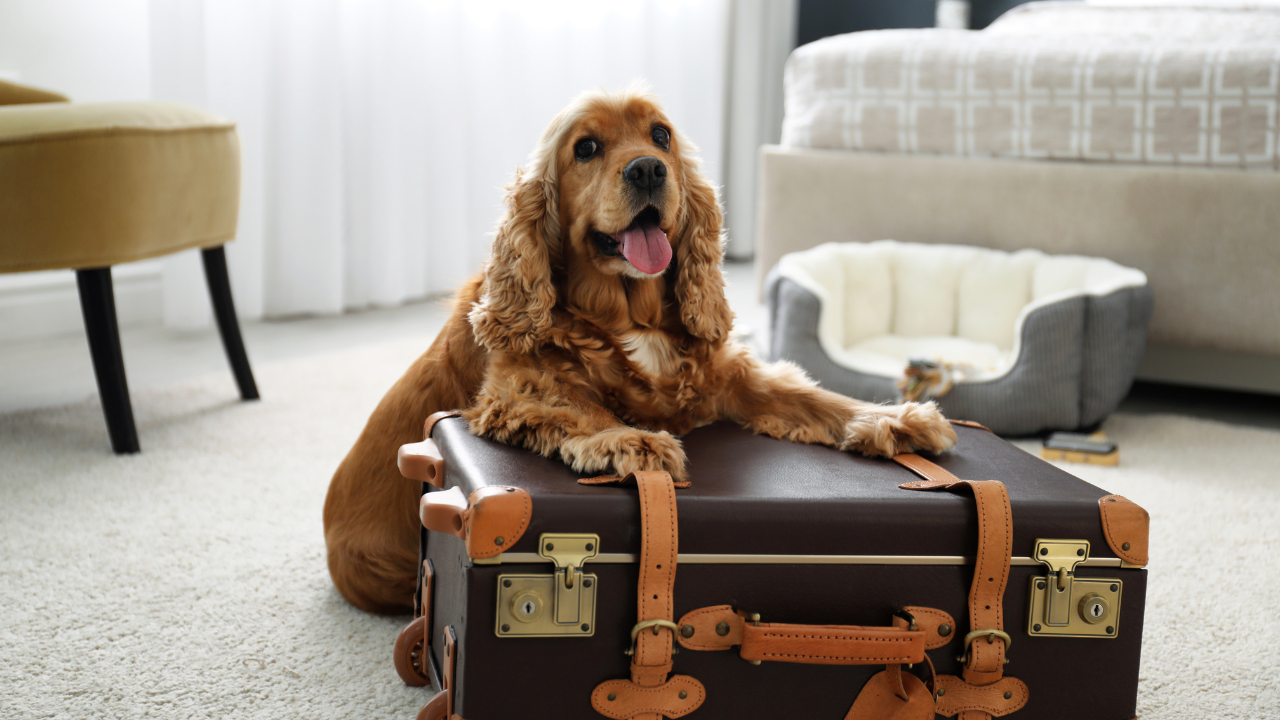 Ein Hund liegt auf dem fertig gepackten Koffer für den Urlaub.