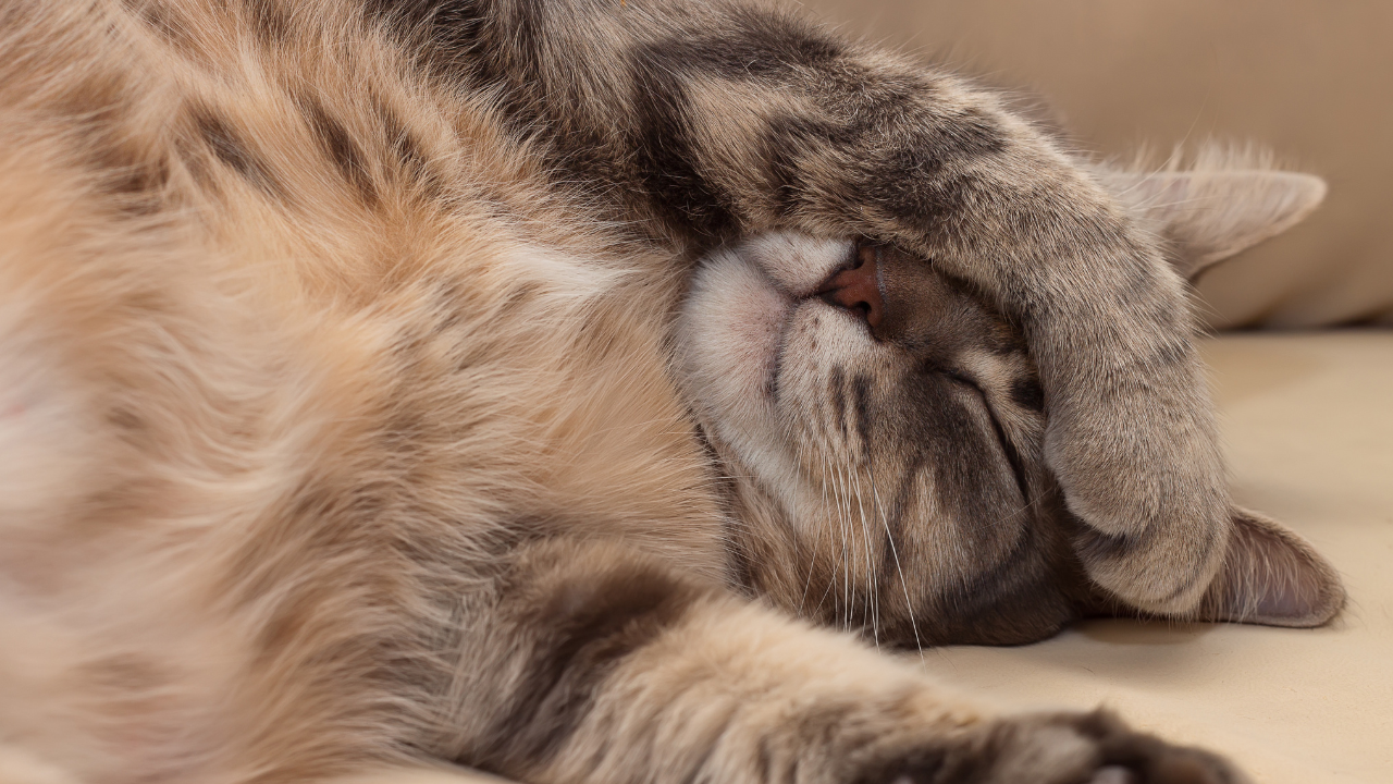 Eine Katze leidet aufgrund ihrer chronischen Nierenerkrankung. 