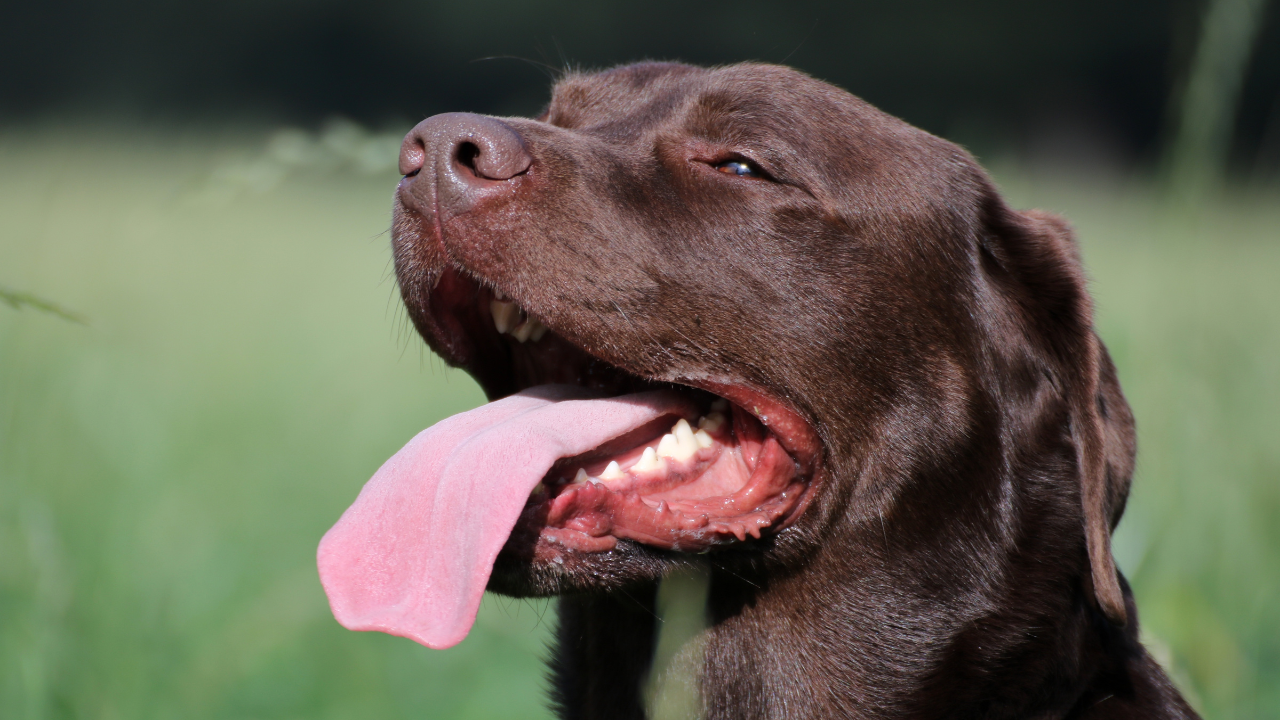 Ein Hund hechelt aufgrund von Hitzestress.