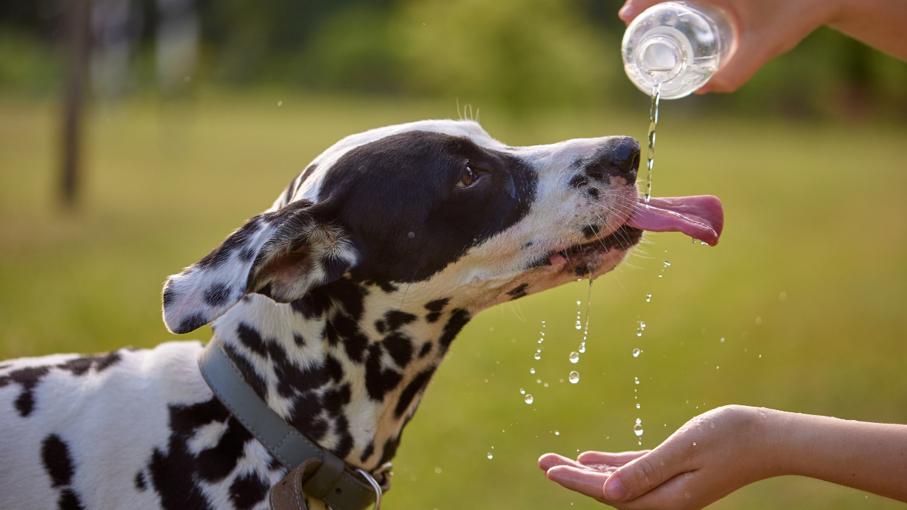 Ein Hund bekommt Wasser von seinem Besitzer, da er überhitzt ist. 