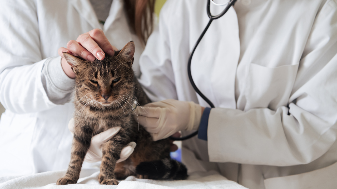 Eine Katze wird vor ihrer Parasitenbehandlung untersucht.