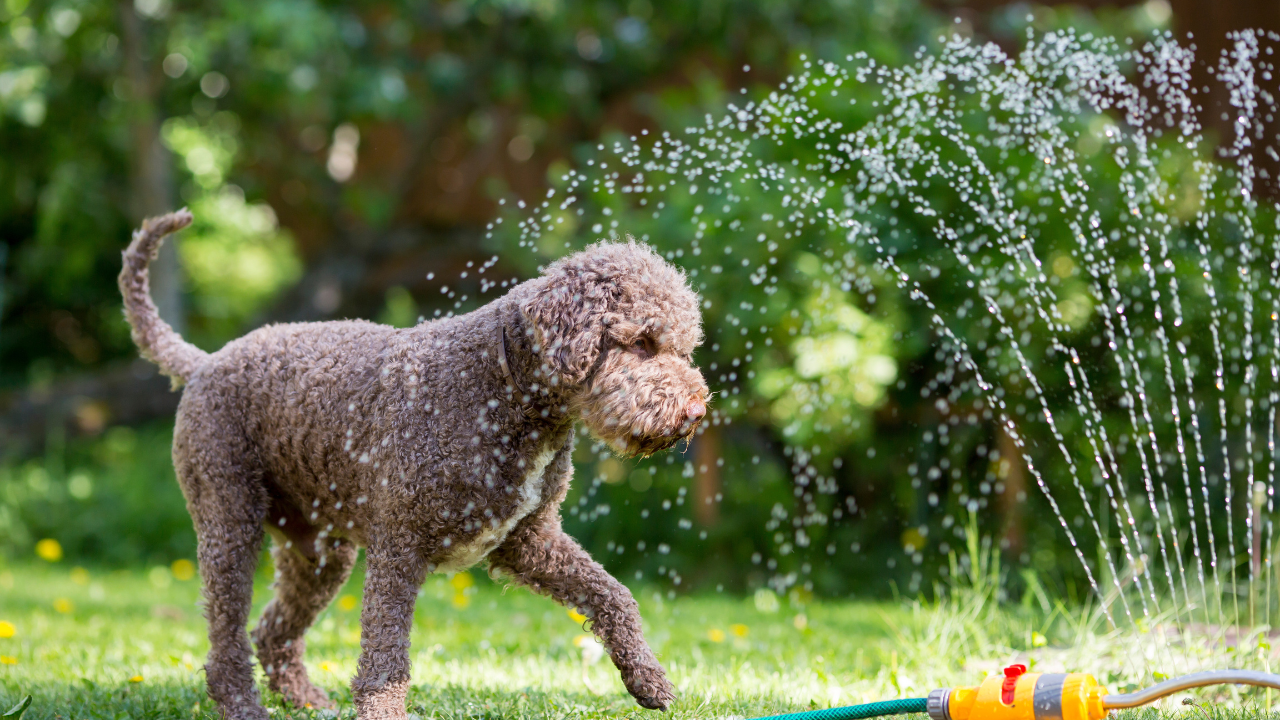 Ein Hund kühlt sich bei den hohen Temperaturen im Sommer mit Wasser ab. 