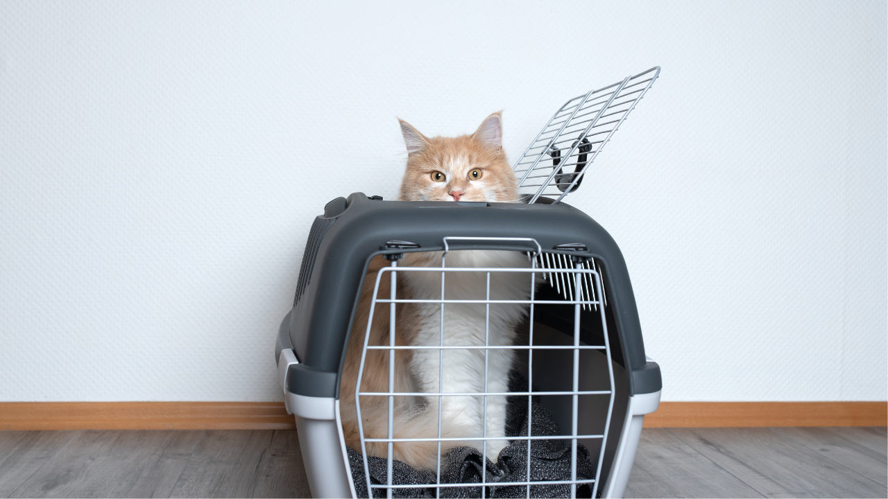 Eine Katze wartet entspannt in ihrer Transportbox.