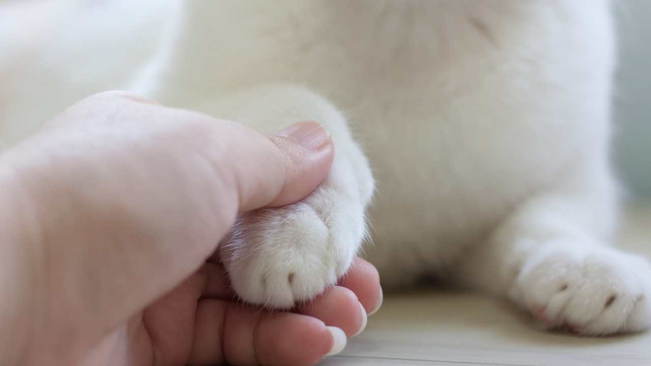 Eine Katze wird von einem Menschen an der Pfote berührt.