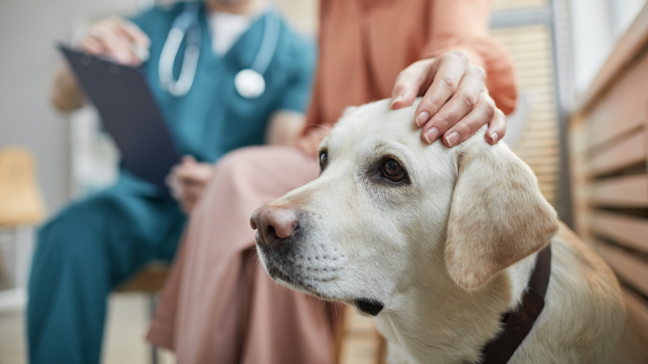 Ein Hund muss wegen eines Insektenstichs zum Tierarzt.