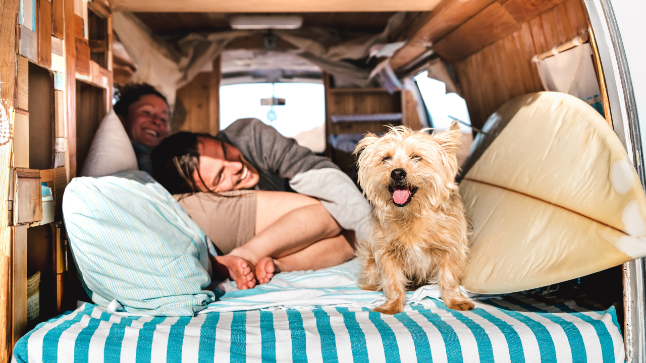 Ein Hund genießt den Campingurlaub mit seinen Besitzern am Strand.