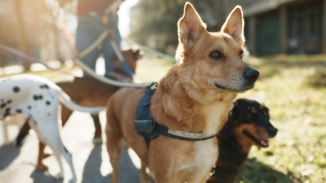 Eine Frau sitzt mit ihrem Hund in Wiese und freut sich, dass er seine Allergie überwunden hat