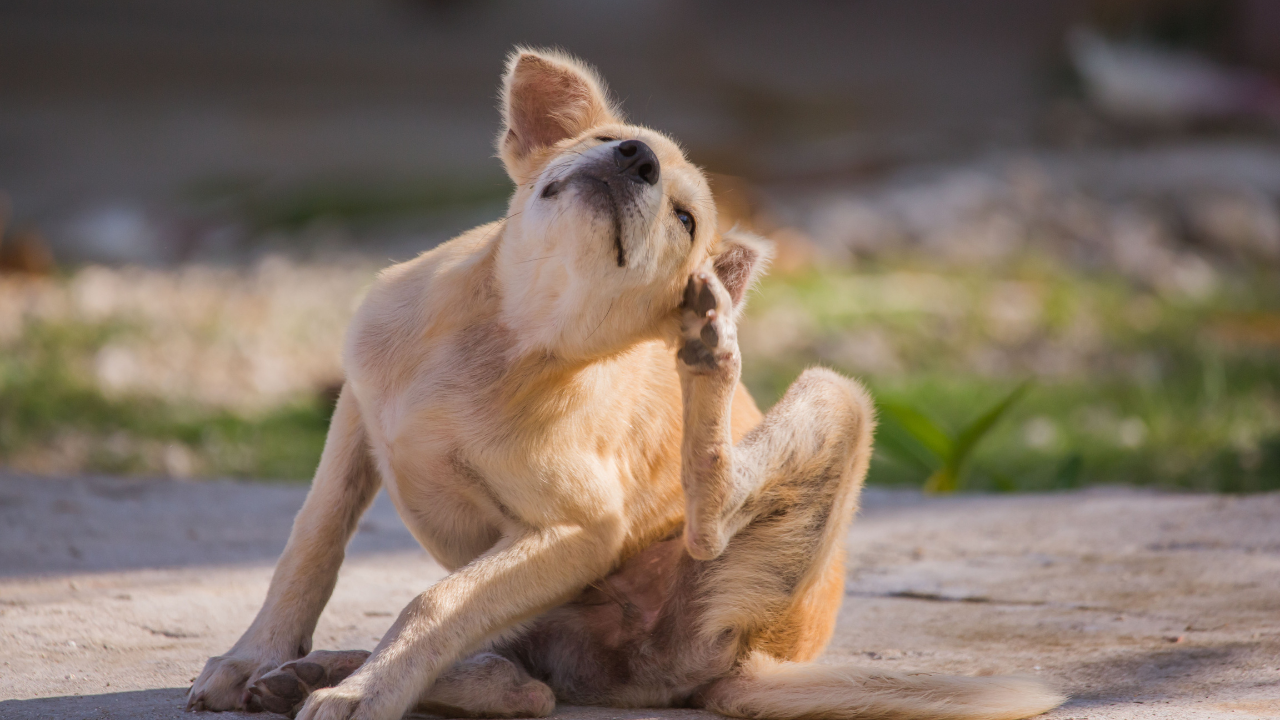 Ein Hund kratzt sich mit der Pfote an seinem Ohr.