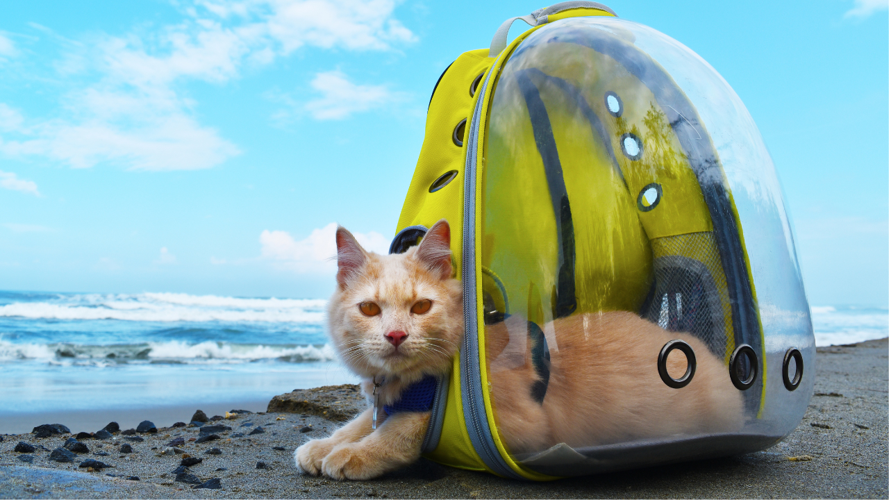 Eine Katze liegt entspannt am Strand in ihrem Katzenrucksack.