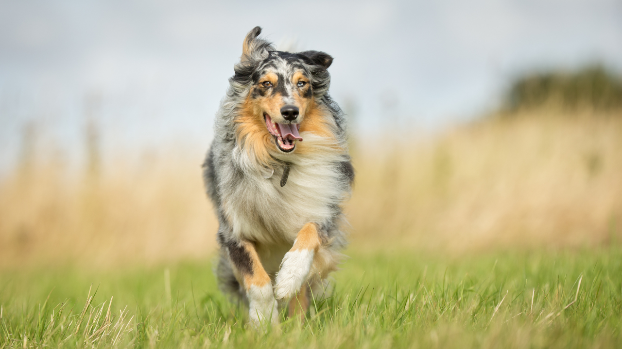 Ein Collie galoppiert glücklich über ein Feld.