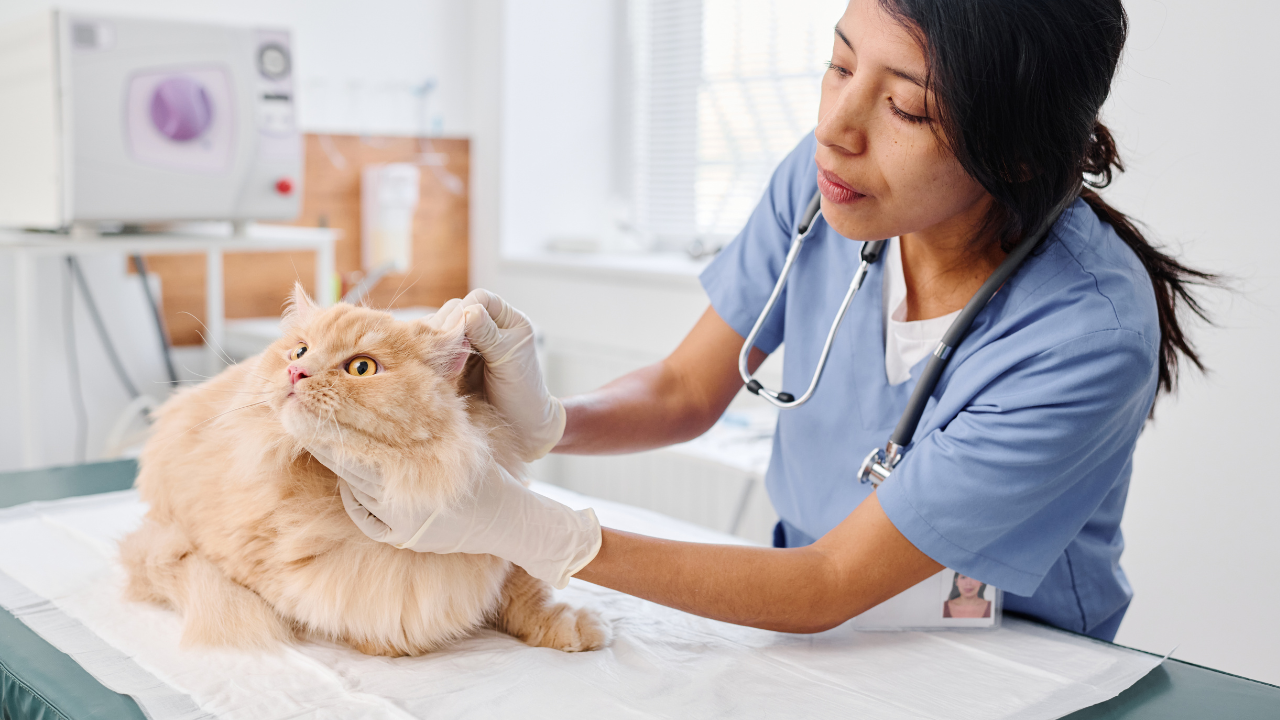 Eine Katze erhält einen Rundum-Vorsorgecheck beim Tierarzt.