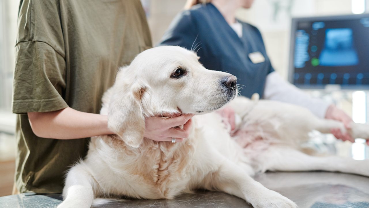 Ein Golden Retriever wartet auf seine Untersuchung beim Kardiologen.