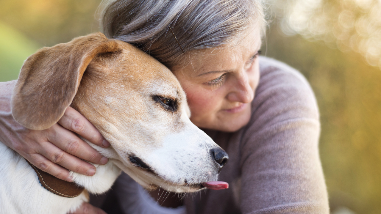 Ein Senior-Hund sollte regelmäßig auf die häufigsten Herzerkrankungen beim Hund untersucht werden.