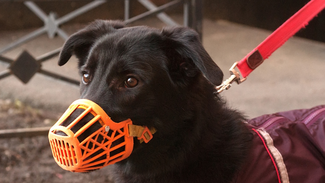 Ein Hund trägt einen orangenen Maulkorb aus Kunststoff.