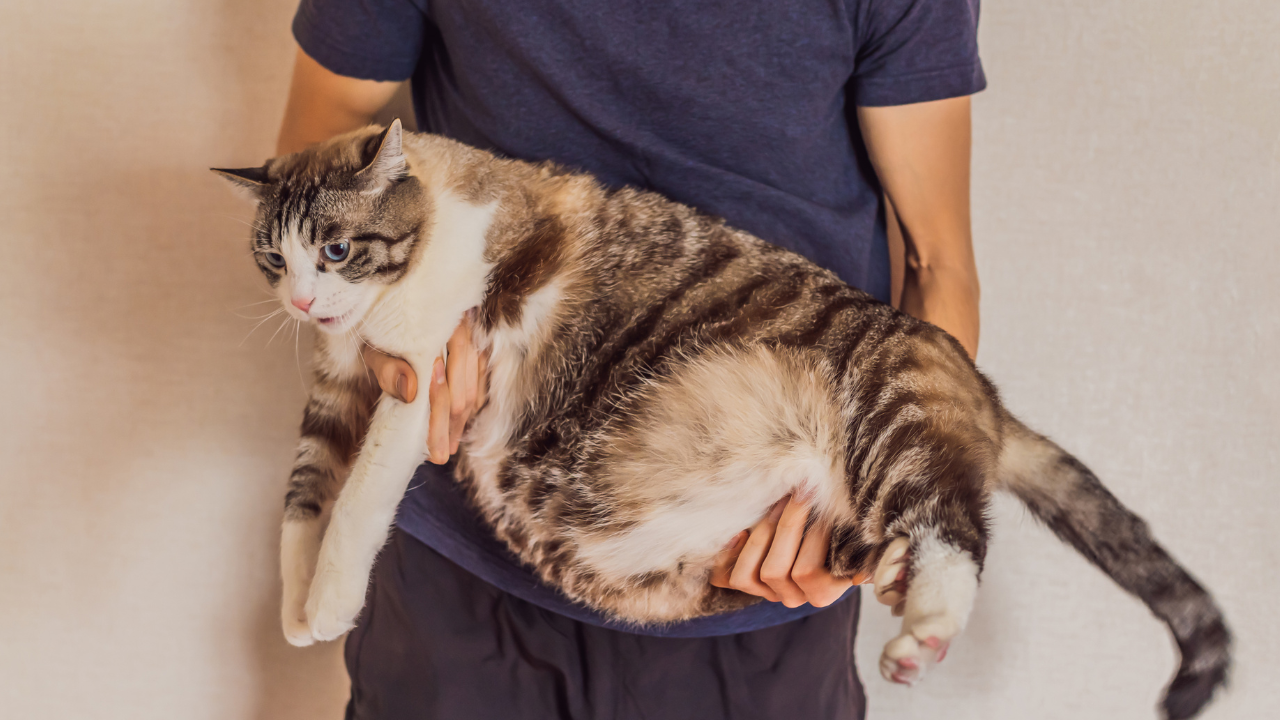 Eine Katze hat einen geschwollenen Bauch aufgrund einer Bauchfellentzündung.