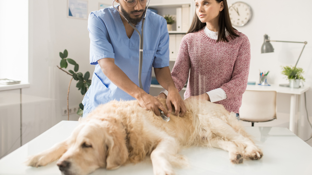 Ein Golden Retriever bekommt einen Vorsorgecheck, um eine Herzerkrankung beim Hund auszuschließen.