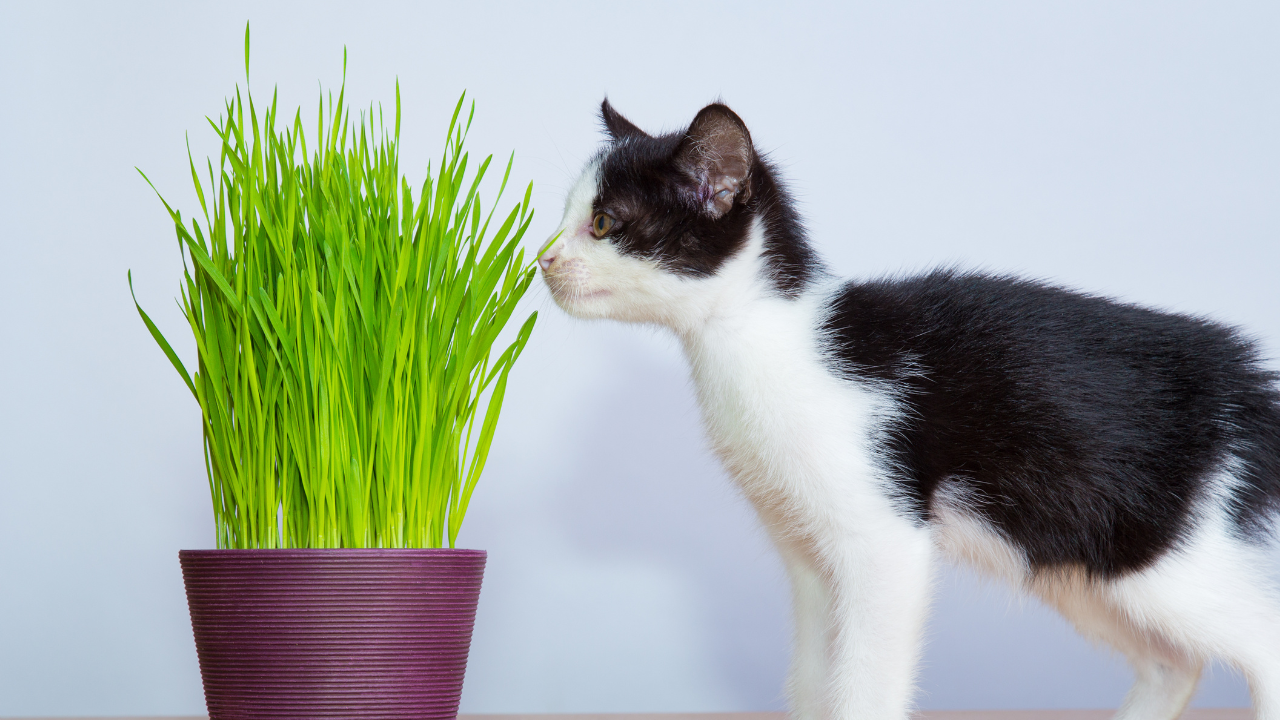 Eine Babykatze schnüffelt an einem giftigen Lebensmittel.