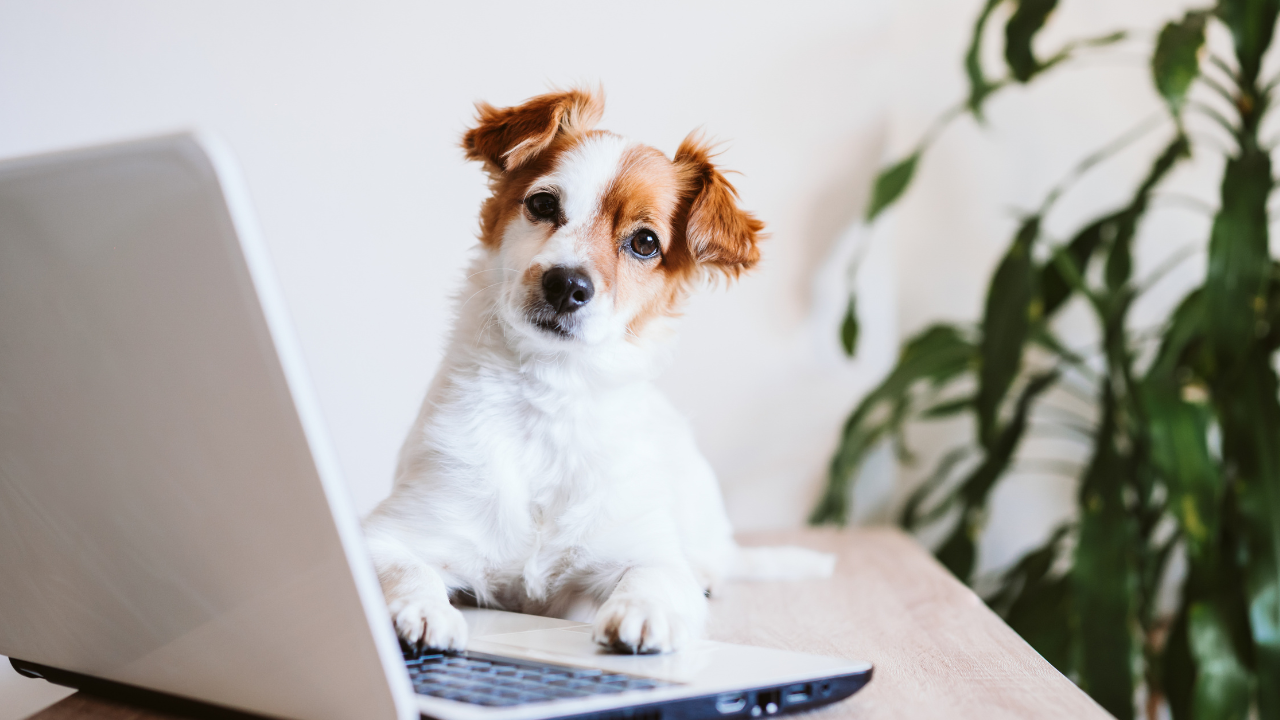 Ein Hund verbringt entspannt Zeit im Büro seines Besitzers.