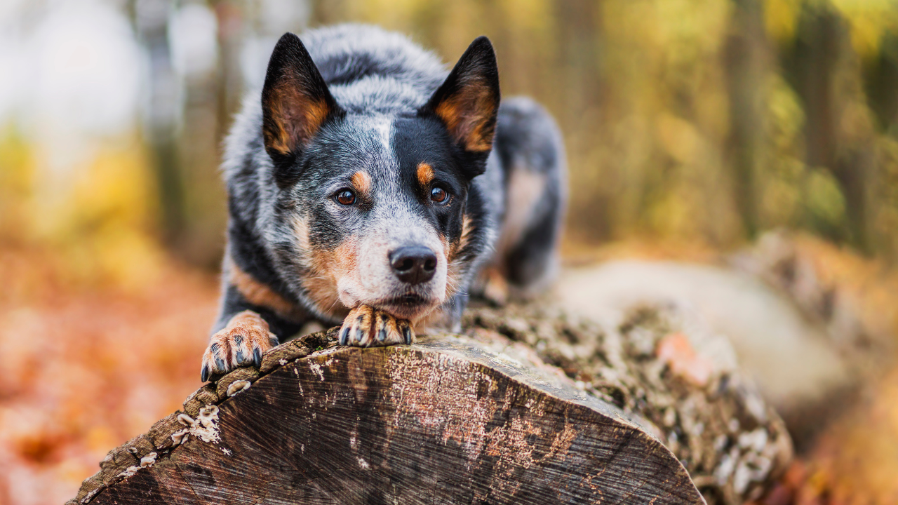 Ein Hund liegt auf einem Baumstamm im Wald.