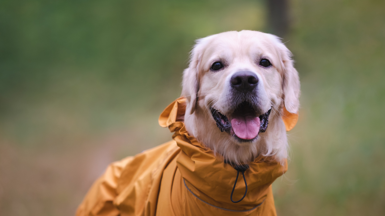 Ein Hund trägt einen gelben Regenmantel im Wald.