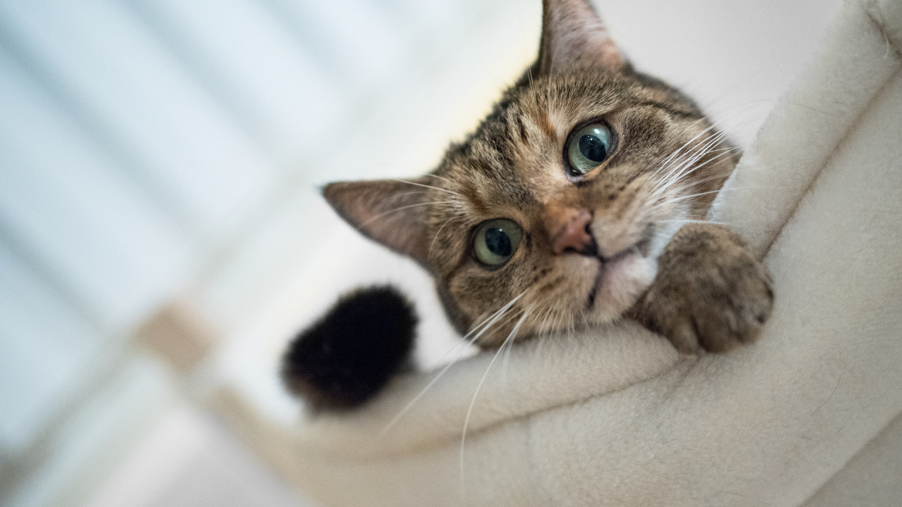 Eine Katze liegt im Wohnzimmer in ihrer Hängematte.