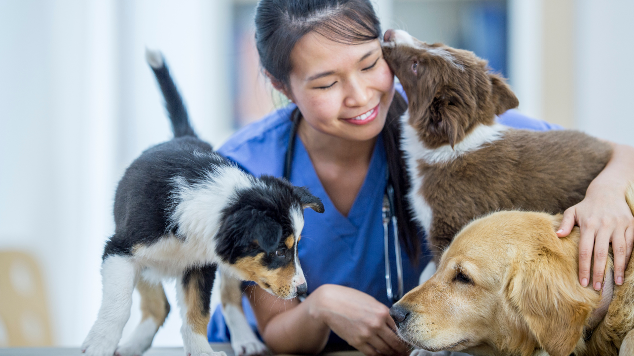 Eine Tierärztin behandelt eine Gruppe von Hundewelpen.