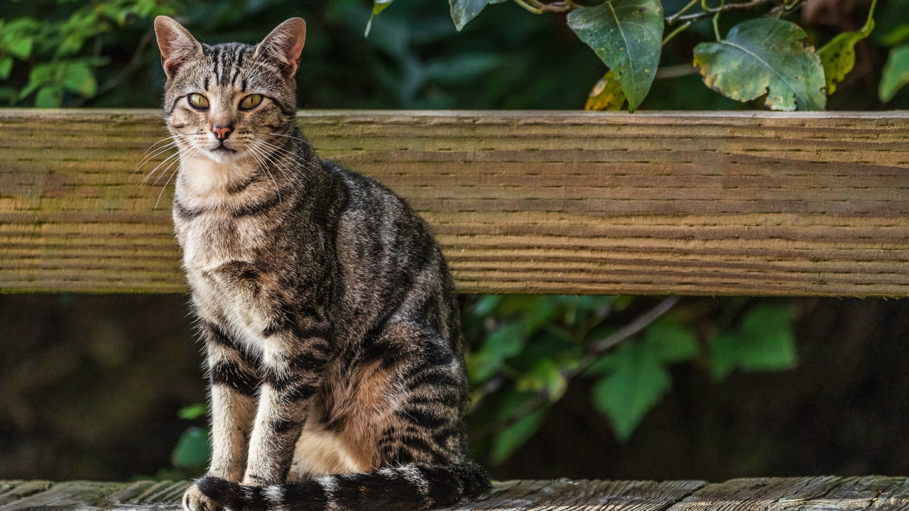 Eine Katze erkundet ihre Umgebung im Freien.