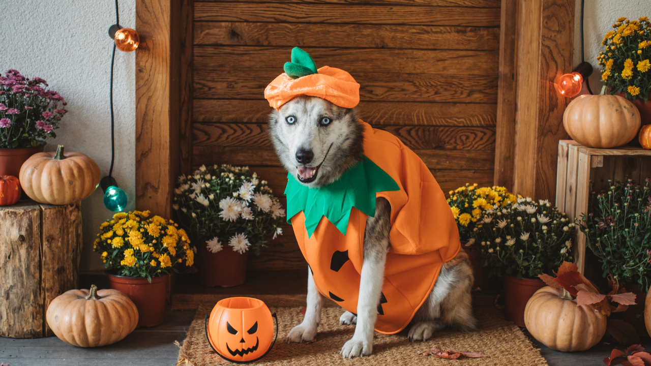 Ein Hund wird von seinem Besitzer vegan ernährt.